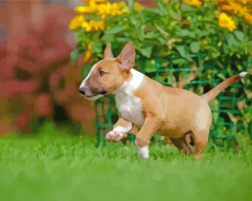 English Bull Terrier Puppy Paint by numbers 