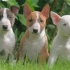 English Bull Terriers Paint by numbers