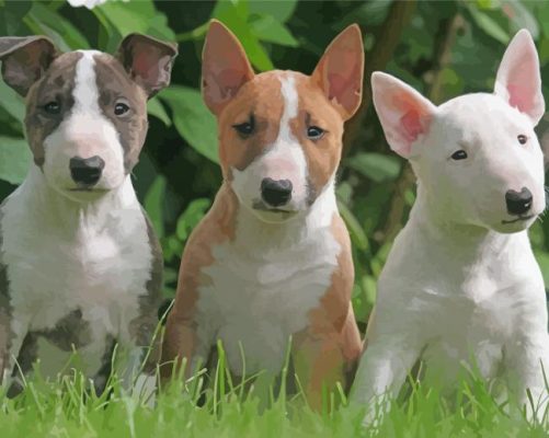 English Bull Terriers Paint by numbers