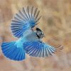 flying Steller s jay bird paint by numbers
