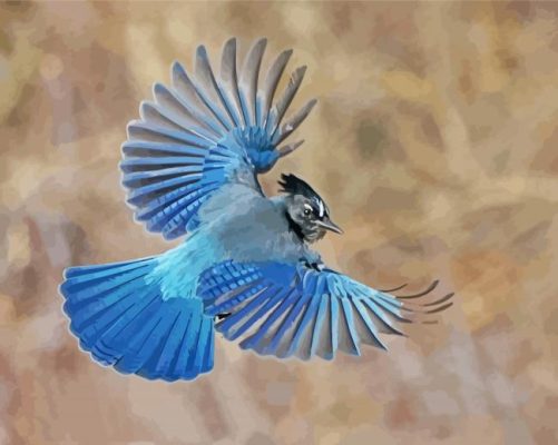 flying Steller s jay bird paint by numbers
