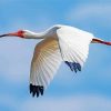 Flying White Ibis Bird paint by numbers