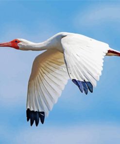 Flying White Ibis Bird paint by numbers