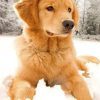Golden Retriever In The Snow paint by number