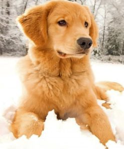 Golden Retriever In The Snow paint by number