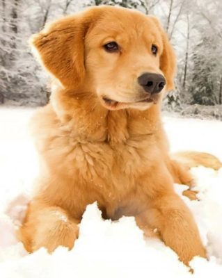 Golden Retriever In The Snow paint by number