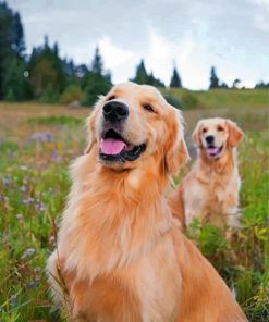 Golden Retrievers paint by numbe