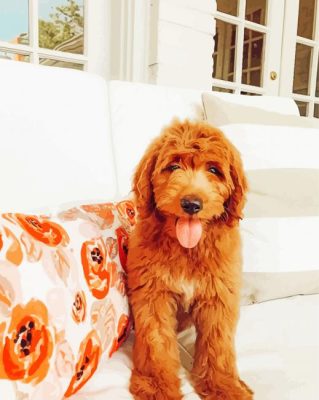 Red Golden Doodle paint by numbers