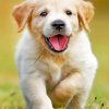 Happy Golden Puppy paint by number