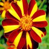 Harlequin Marigolds Flower