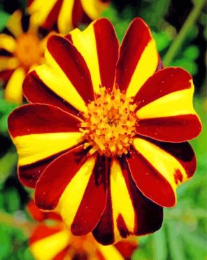 Harlequin Marigolds Flower