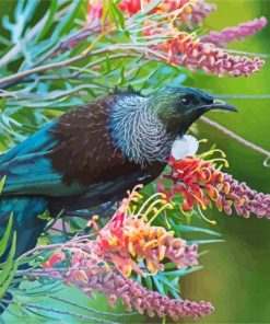 Honeyeater Tui Bird paint by numbers