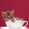 kitten in cup paint by numbers