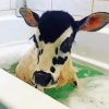 little Cow in bathtub paint by number