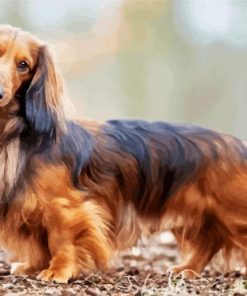Long Haired Daschsund paint by numbers