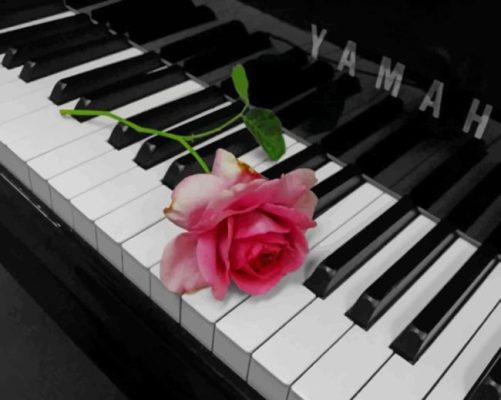 Pink Flower On Piano paint by numbers