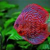 red Discus fish paint by number