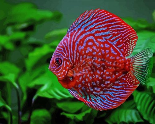 red Discus fish paint by number