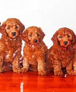 Red Goldendoodles paint by numbers