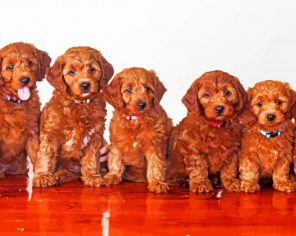 Red Goldendoodles paint by numbers