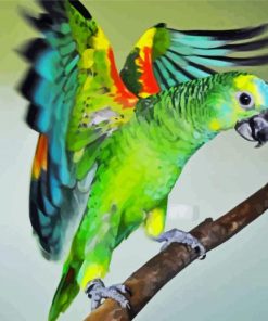 Amazon Parrot Bird paint by numbers