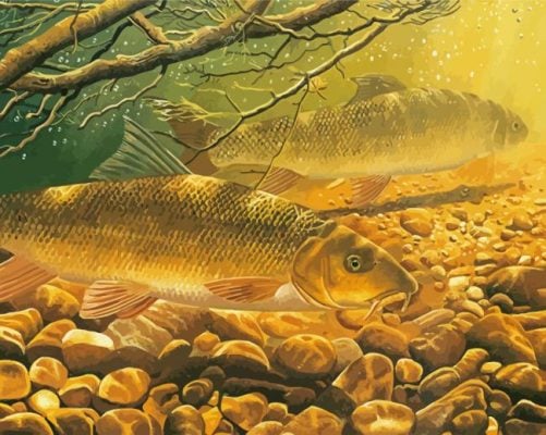Barbel Fish paint by number