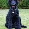 Black Poodle Dog paint by numbers