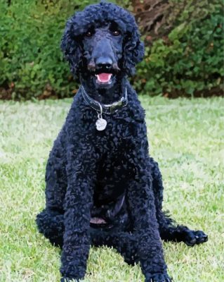 Black Poodle Dog paint by numbers