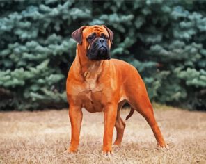 Brown Bullmastiff Dog paint by numbers