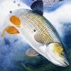 Chub Fish paint by numbers