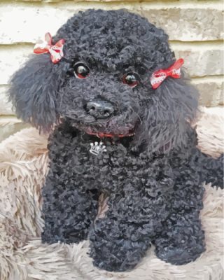 Black Poodles paint by numbers