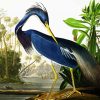 Louisiana Heron By john james audubon paint by number