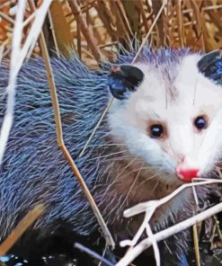 Opossums Animal paint by numbers