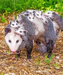 Opossums Animals paint by numbers