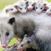 Opossums paint by numbers