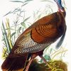 The Wild Turkey audubon paint by number