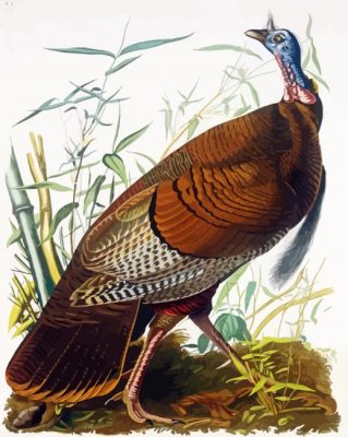 The Wild Turkey audubon paint by number