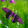 Aesthetic Purple Butterfly paint by numbers paint by numbers