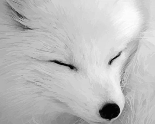 Aeshetic Black And White Fox paint by numbers