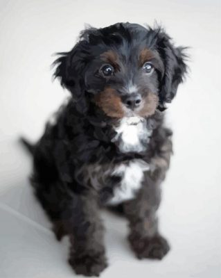 black cavoodle puppy paint by number