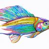 Colorful Grayling Fish Paint by numbers