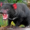 Tasmanian Devil paint by numbers