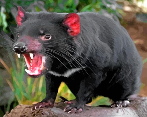 Tasmanian Devil paint by numbers