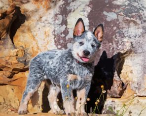 Australian Cattle Puppy paint by numbers