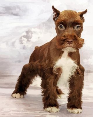 Brown Mini Schnauzer Dog paint by numbers