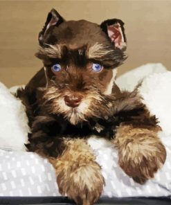 Brown Mini Schnauzer paint by numbers