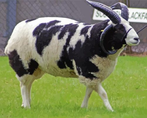 Jacob Sheep paint by numbers