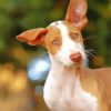 Cute Podenco Dog paint by numbers