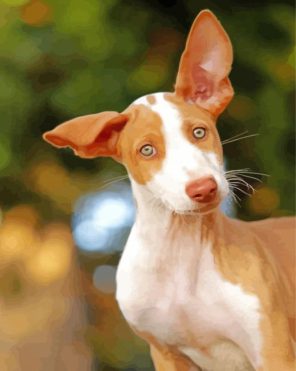 Cute Podenco Dog paint by numbers