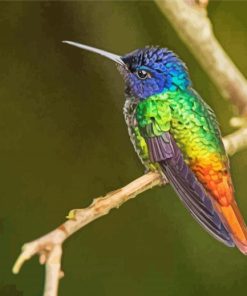 Rainbow Hummingbird paint by number p